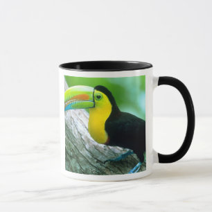 CENTRAL AMERICA, Panama, Borro Colorado Island 2 Mug