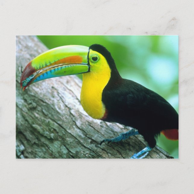 CENTRAL AMERICA, Panama, Borro Colorado Island 2 Postcard (Front)