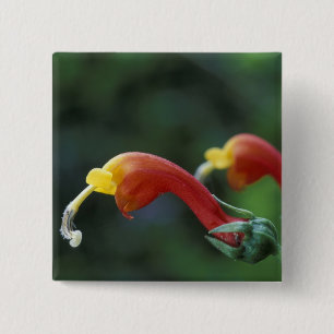Central America, Panama, Chiriqui Province, 15 Cm Square Badge