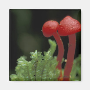 Central America, Panama, Chiriqui Province, 2 Magnet