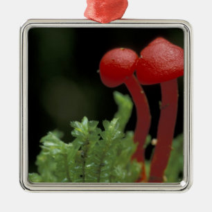 Central America, Panama, Chiriqui Province, 2 Metal Tree Decoration
