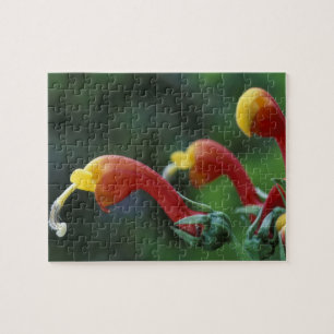 Central America, Panama, Chiriqui Province, Jigsaw Puzzle
