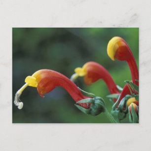 Central America, Panama, Chiriqui Province, Postcard
