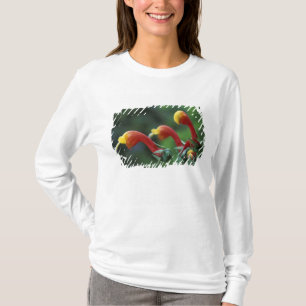 Central America, Panama, Chiriqui Province, T-Shirt
