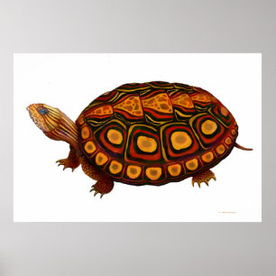 Central American Wood Turtle Print
