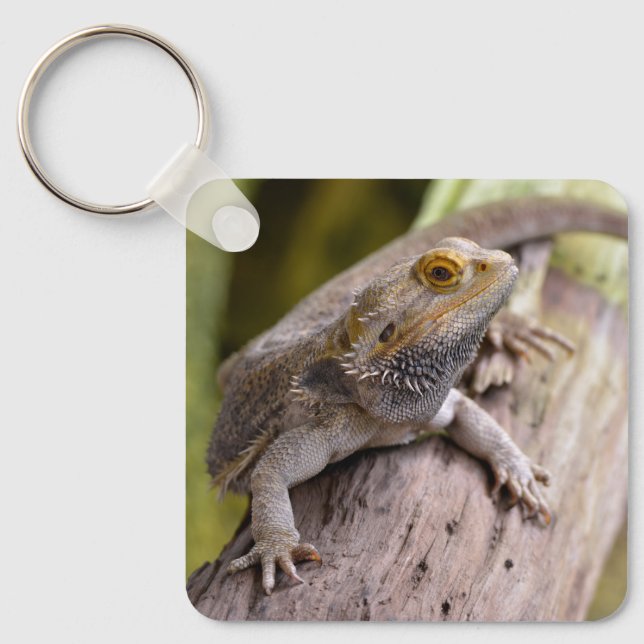 Central bearded dragon on branch postcard coffee m key ring (Front)
