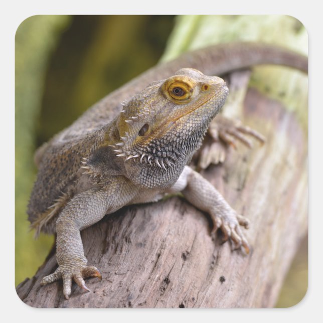 Central bearded dragon on branch postcard coffee m square sticker (Front)
