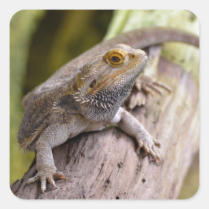 Central bearded dragon on branch postcard coffee m square sticker