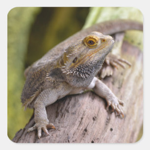 Central bearded dragon on branch postcard square sticker