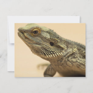 Central Bearded Lizard Close-Up Postcard
