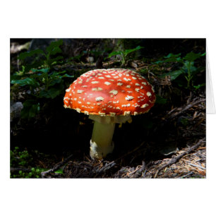 Central Cascades, Washington State