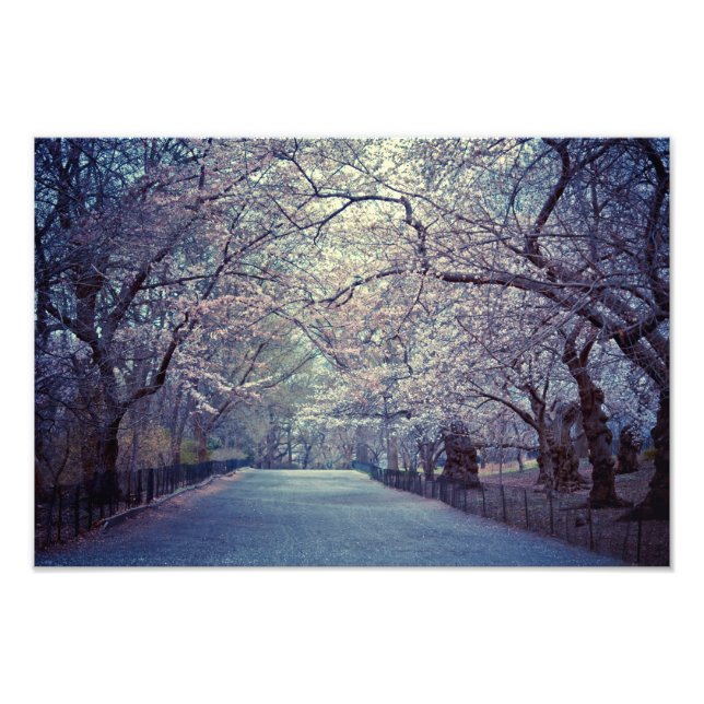 Central Park Cherry Blossom Path Photo Print (Front)