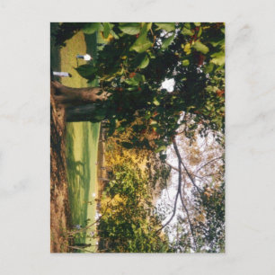 Central Park in Autumn Postcard