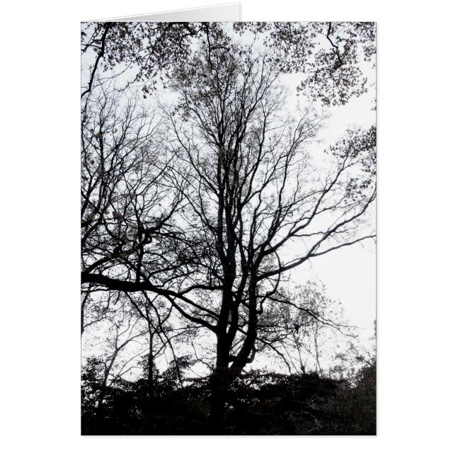 Central Park late autumn almost Barren Tree B&W (Front)