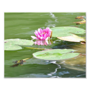 Central Park "Lily Pads" Photo Print