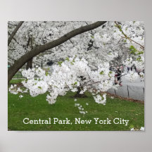 Central Park New York Blossoming Tree in Spring