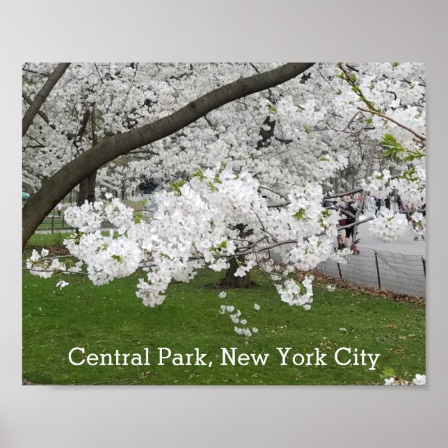 Central Park New York Blossoming Tree in Spring Poster (Front)