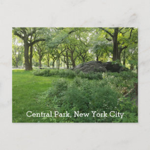 Central Park New York Summer Green Scenic View Postcard