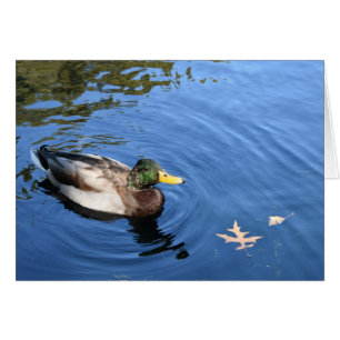 Central Park NYC Conservatory Water Mallard Duck