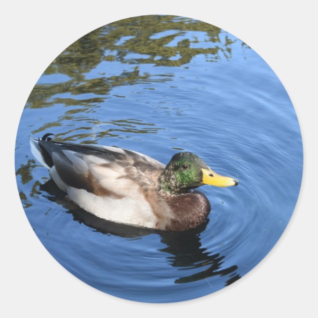 Central Park NYC Conservatory Water Mallard Duck Classic Round Sticker (Front)