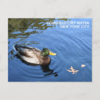 Central Park NYC Conservatory Water Mallard Duck