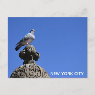 Central Park Pigeon Blue Sky New York City Bird Postcard