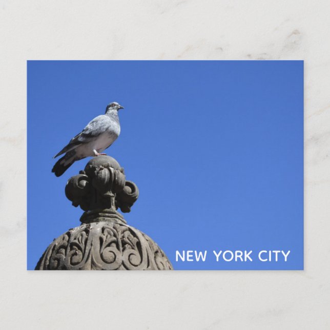 Central Park Pigeon Blue Sky New York City Bird Postcard (Front)