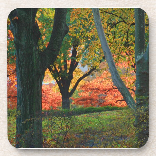 Central Park: Trees wearing their autumn finest 02 Coaster (Front)