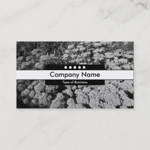 Centre Band 5 Spots - Sedum "Autumn Joy" Business Card
