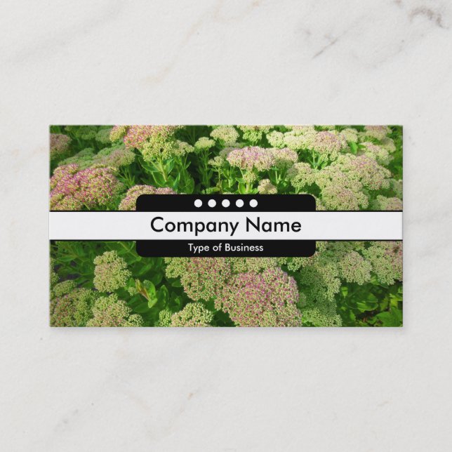 Centre Band 5 Spots - Sedum "Autumn Joy" Business Card (Front)
