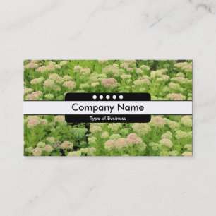 Centre Band 5 Spots - Sedum (Autumn Joy) Business Card
