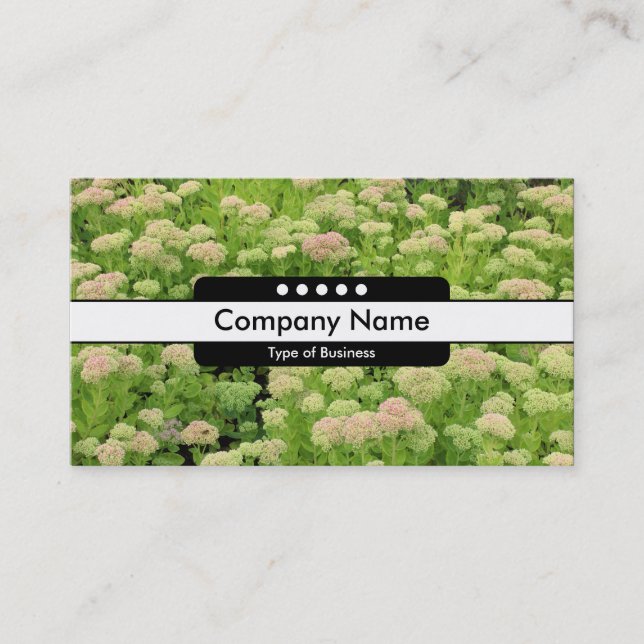 Centre Band 5 Spots - Sedum (Autumn Joy) Business Card (Front)