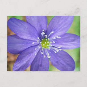 Centre of a blue flower with white stamps postcard