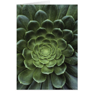 Centre of Cactus