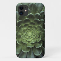 Centre of Cactus