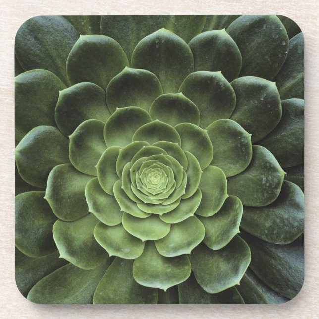 Centre of Cactus Coaster (Front)