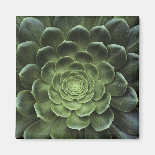 Centre of Cactus Magnet (Front)