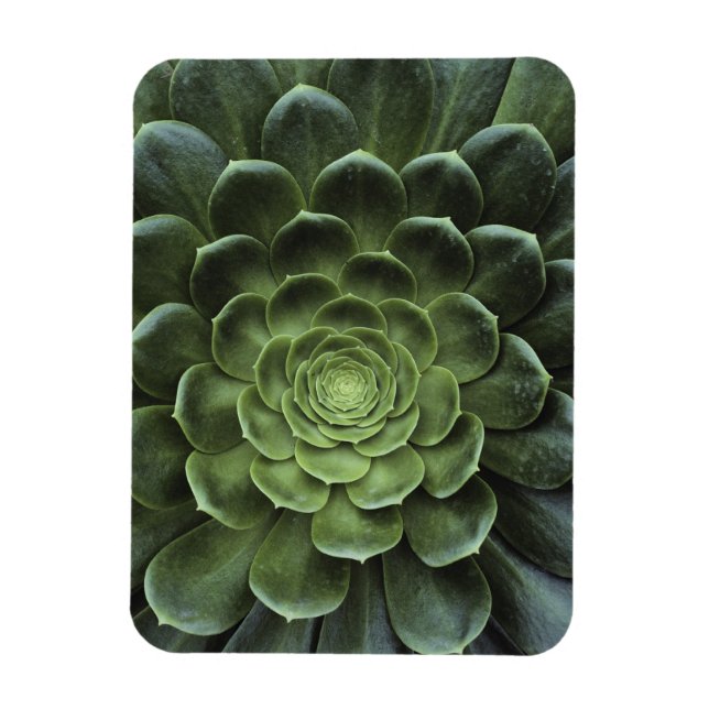 Centre of Cactus Magnet (Vertical)