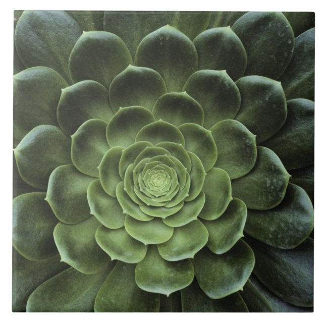 Centre of Cactus Tile (Front)