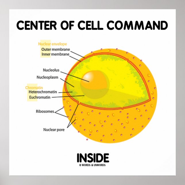 Centre Of Cell Command Inside Nucleus Biology Poster (Front)