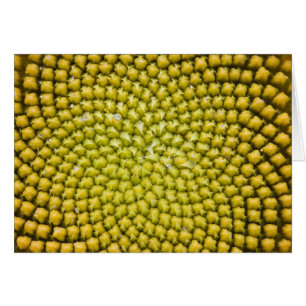 Centre of giant Sunflower (Helianthus annuus)