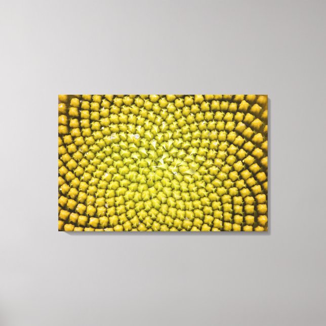 Centre of giant Sunflower (Helianthus annuus) Canvas Print (Front)