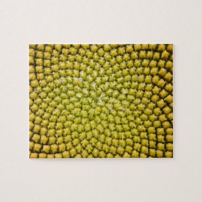 Centre of giant Sunflower (Helianthus annuus) Jigsaw Puzzle (Horizontal)