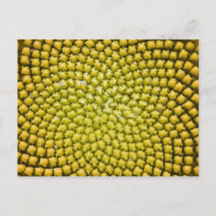 Centre of giant Sunflower (Helianthus annuus) Postcard