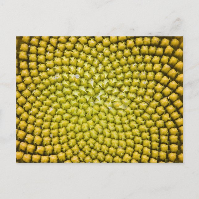 Centre of giant Sunflower (Helianthus annuus) Postcard (Front)