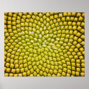 Centre of giant Sunflower (Helianthus annuus) Poster