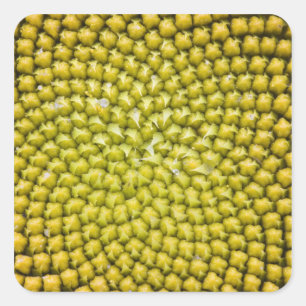 Centre of giant Sunflower (Helianthus annuus) Square Sticker