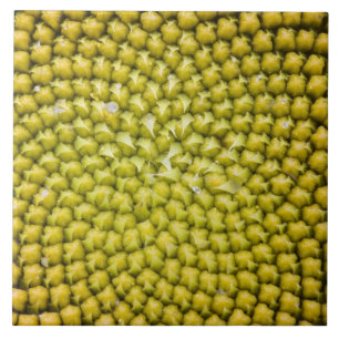 Centre of giant Sunflower (Helianthus annuus) Tile