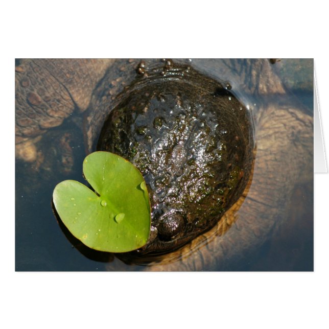 Centred (Front Horizontal)