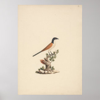 Centropus monachus (Blue-Headed Coucal) Poster